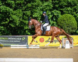 dressage horse Bertholini (Westphalian, 2016, from Belissimo NRW)