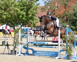 jumper Dandino 2 (Hanoverian, 2012, from Decamerone 5)