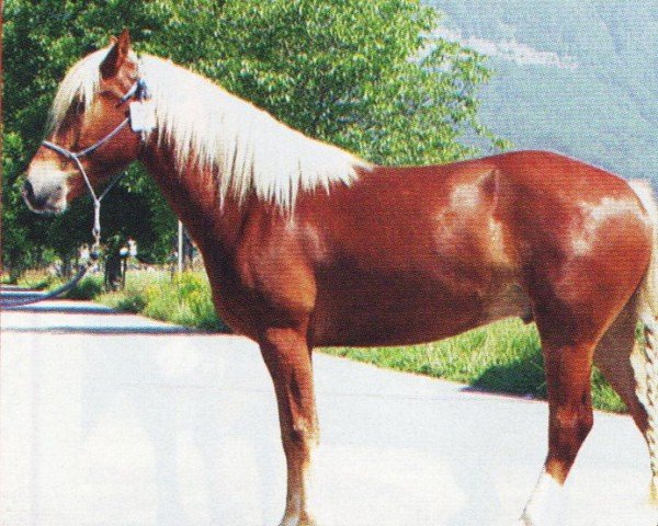 horse HFP Hannibal (Freiberger, 2003, from Halvaro)