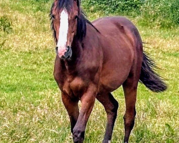 Springpferd Goosebumps (Oldenburger Springpferd, 2023, von Duplexx)