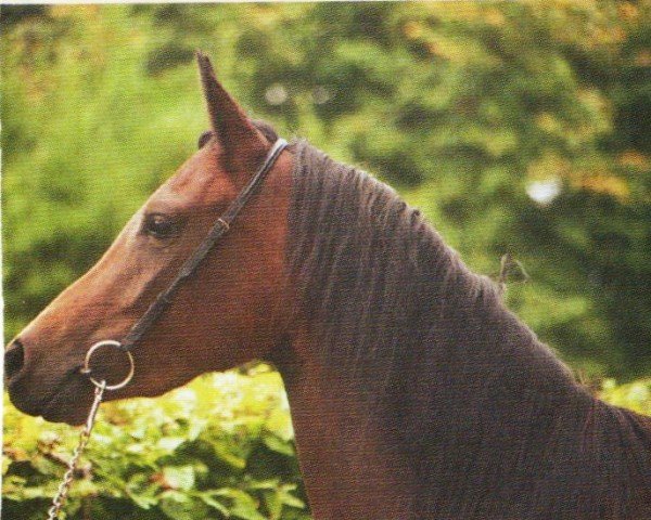 horse Basks Glamour Star (Arabian, 2002, from Bask Clasix ox)