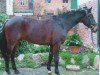 dressage horse Soho in Love (Hanoverian, 2006, from Shakespeare in Love)