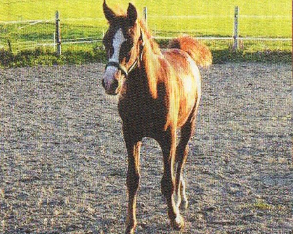 Pferd AB Miro (Araber, 2006, von Mirok Monpelou ox)