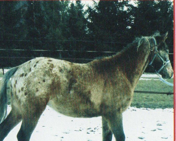 horse CW Winnetou (Appaloosa, 2003, from Silvers Heartbreaker)