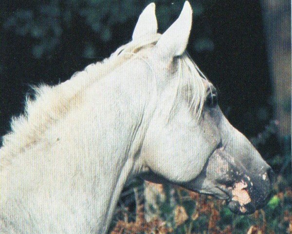 stallion KAR TARAS ox (Arabian purebred, 1988, from El Tabal ox)
