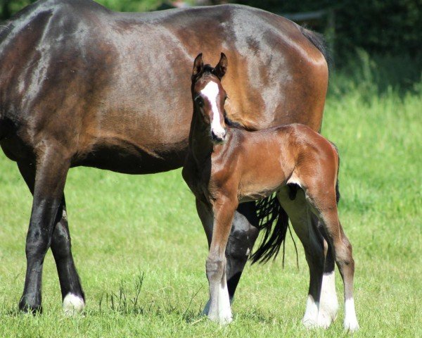 Dressurpferd Baccardi´s Bubble Gum W (Westfale, 2024, von Baccardi’s Best)