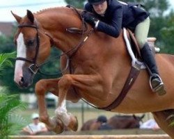 jumper Tiziano (Danish Warmblood, 2000, from Hors La Loi II)