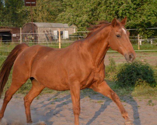 dressage horse Campino (Trakehner, 1999, from Farinelli)