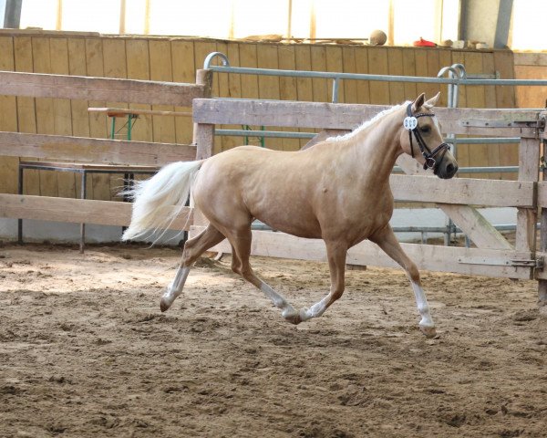 Zuchtstute Soel'rings Glöckchen (Deutsches Reitpony, 2018, von Soel'rings Cuvee)