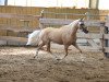 Zuchtstute Soel'rings Glöckchen (Deutsches Reitpony, 2018, von Soel'rings Cuvee)