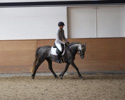 dressage horse Dunlewey Manuca (Connemara-Pony, 2016, from Kirrin Malchi)