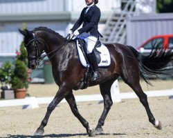 dressage horse Damiro 4 (Austrian Warmblood, 2012, from Davignon II)