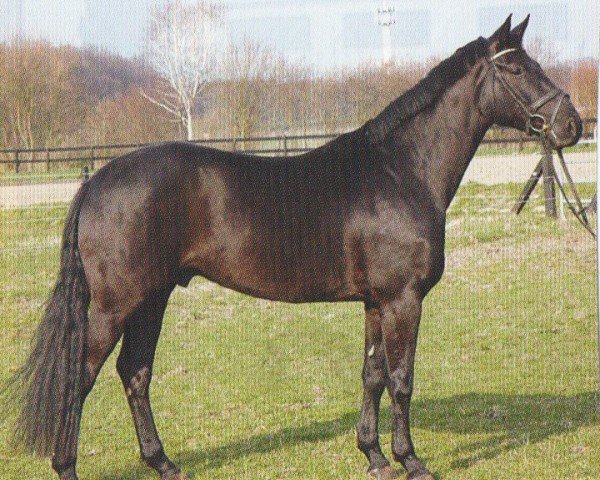 dressage horse Dalvano (Hanoverian, 2003, from Del Piero)