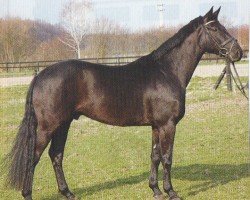 dressage horse Dalvano (Hanoverian, 2003, from Del Piero)