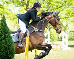 jumper Iwandro (KWPN (Royal Dutch Sporthorse), 2013, from Colandro)