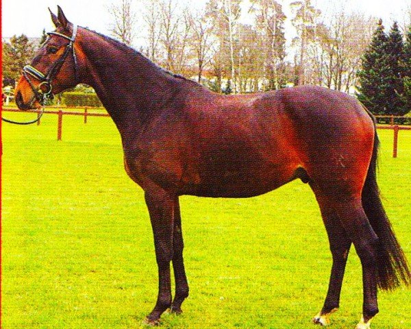 horse Napoleon (Hanoverian, 2003, from Natiello xx)
