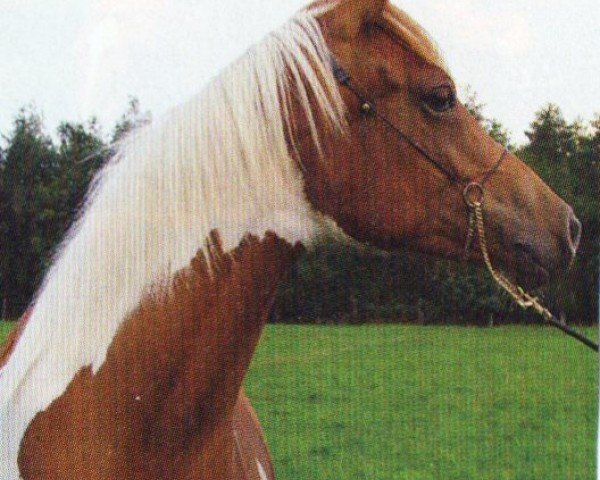 Pferd Laitana Amsi (Pintabian, 2005, von Gaskonczyk ox)