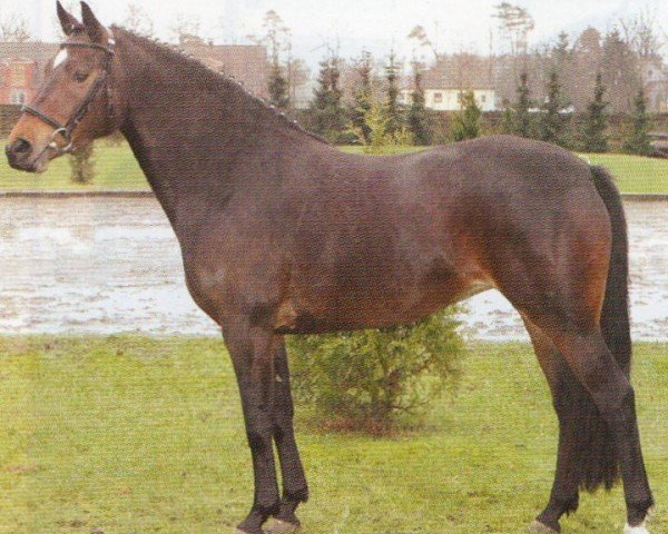 Pferd Heidemarie H (Hannoveraner, 2002, von Hohenstein I)