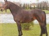 Pferd Heidemarie H (Hannoveraner, 2002, von Hohenstein I)