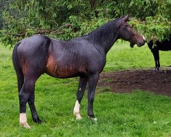 jumper Caruso AP Z (Zangersheide riding horse, 2019, from Cicero Z van Paemel)