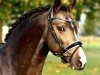 dressage horse Der Kleine Diamant G (German Riding Pony, 2017, from Diamond Touch NRW)