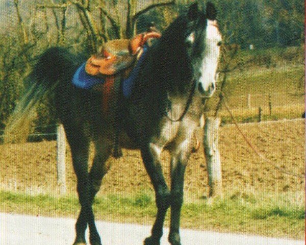 horse Estiro (Arabian, 2003, from Ekstern 1994 ox)