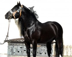 stallion Ganimedes (South German draft horse, 2002, from Geronimo)