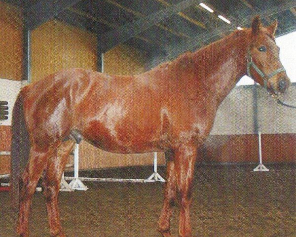 dressage horse Rudolpho (Oldenburg, 2002, from Rubin Royal OLD)