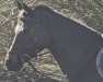 Springpferd Cachou Lajaunie MH (Deutsches Reitpony, 2008, von FS Chicago)