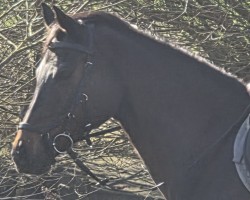 jumper Cachou Lajaunie MH (German Riding Pony, 2008, from FS Chicago)