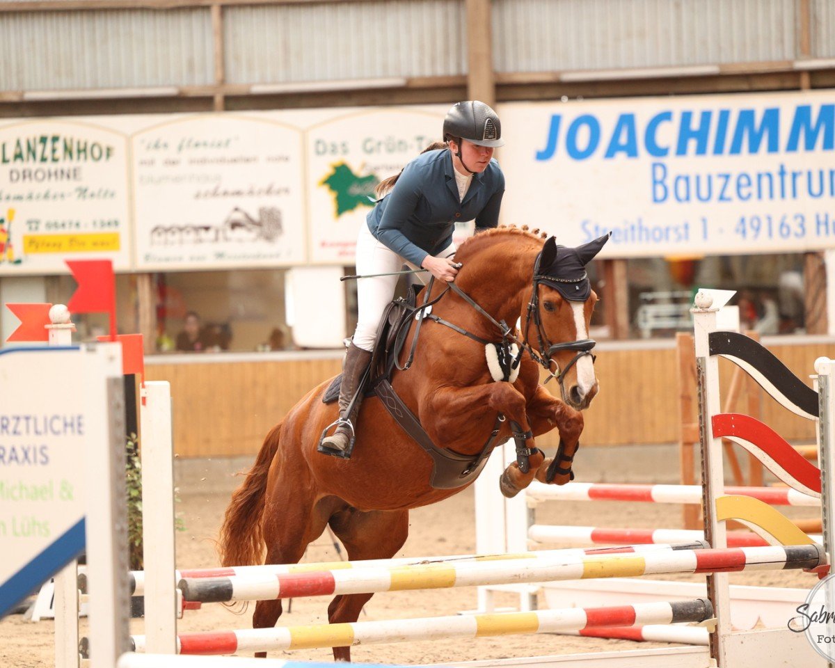 Springpferd Quite Right 14 (Hannoveraner, 2019, von Quasimodo vd Molendreef)