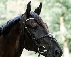 jumper Captain Jack Sparrow 57 (Hanoverian, 2009, from Calido I)