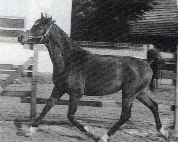 Pferd Khaldoon (Araber, 2006, von Bey El Jamaal ox)