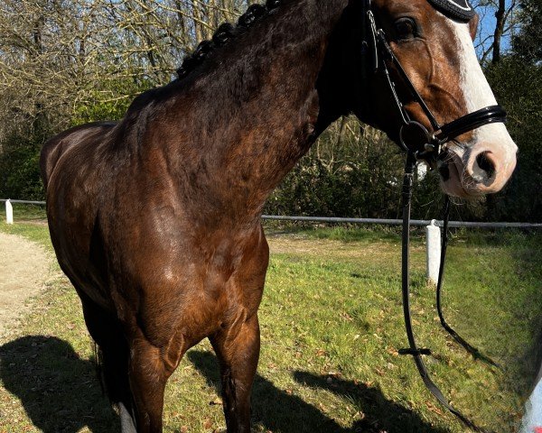 Springpferd Choubidou (Holsteiner, 2021, von Chubakko)