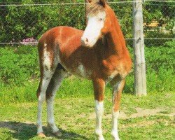 horse Mozart (Welsh-Pony (Section B), 2010, from Montender)