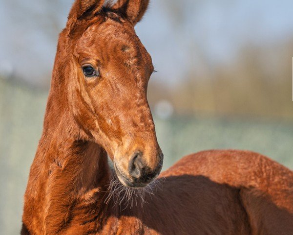 foal by Carthago‘s Bester (Westphalian, 2025, from Carthago)