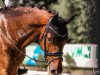 dressage horse Fairway (Oldenburg, 2012, from Fürstenball)