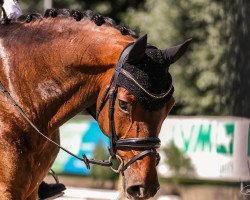 dressage horse Fairway (Oldenburg, 2012, from Fürstenball)