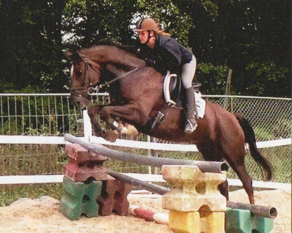 Pferd Equador 40 (Hannoveraner, 2004, von Erasmus)