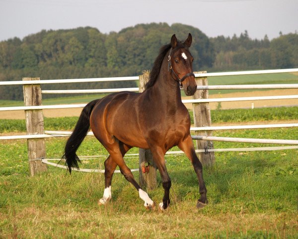 Pferd Palet (Tschechisches Warmblut, 1994, von Przedswit XIII-54)