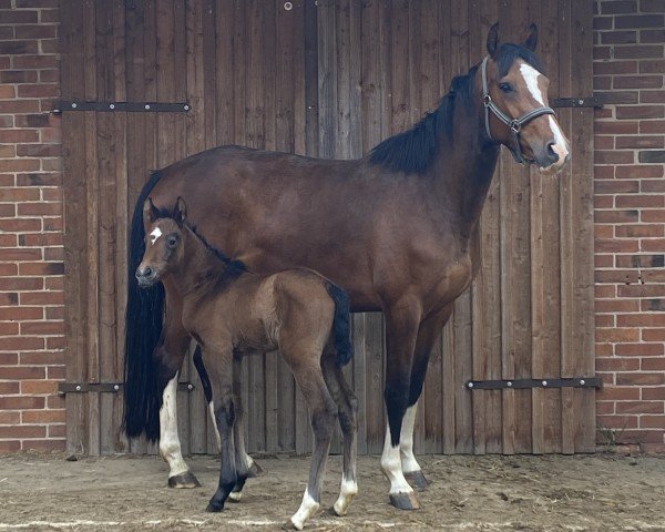 broodmare Nelly Bell Boa (Holsteiner, 2020, from Casall Ask)