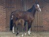 broodmare Nelly Bell Boa (Holsteiner, 2020, from Casall Ask)