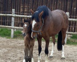 Zuchtstute Nelly Bell Boa (Holsteiner, 2020, von Casall Ask)