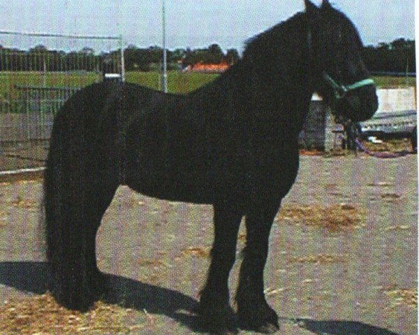 horse Gurads Ted (Fell Pony, 1998, from Heltondale Bellman V)