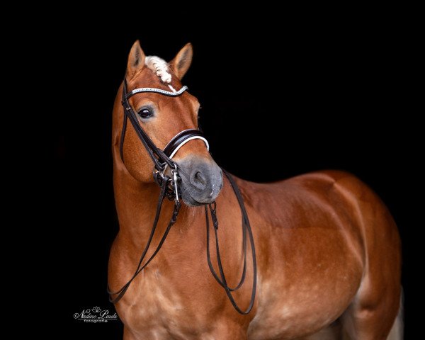 stallion Wonder Boy R (1,17% ox) (Haflinger, 2010, from Wonder)