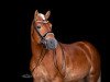 stallion Wonder Boy R (1,17% ox) (Haflinger, 2010, from Wonder)