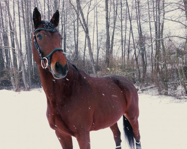 broodmare Waltraud (German Sport Horse, 2007, from Lavaletto)