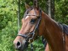 Springpferd Sandy Coralie (Niederländisches Pony, 2011, von First Stayerhof's Ramzi H)