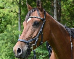 Springpferd Sandy Coralie (Niederländisches Pony, 2011, von First Stayerhof's Ramzi H)