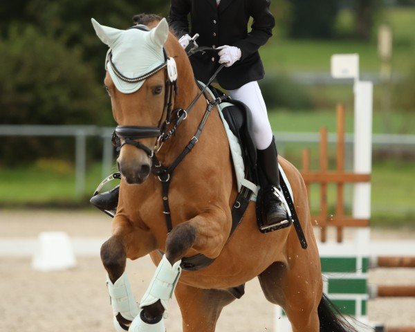 dressage horse Don‘t worry be Happy T (German Riding Pony, 2020, from D'Accord T 3)